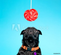 Bild på Black pug with lollypop on a blue background